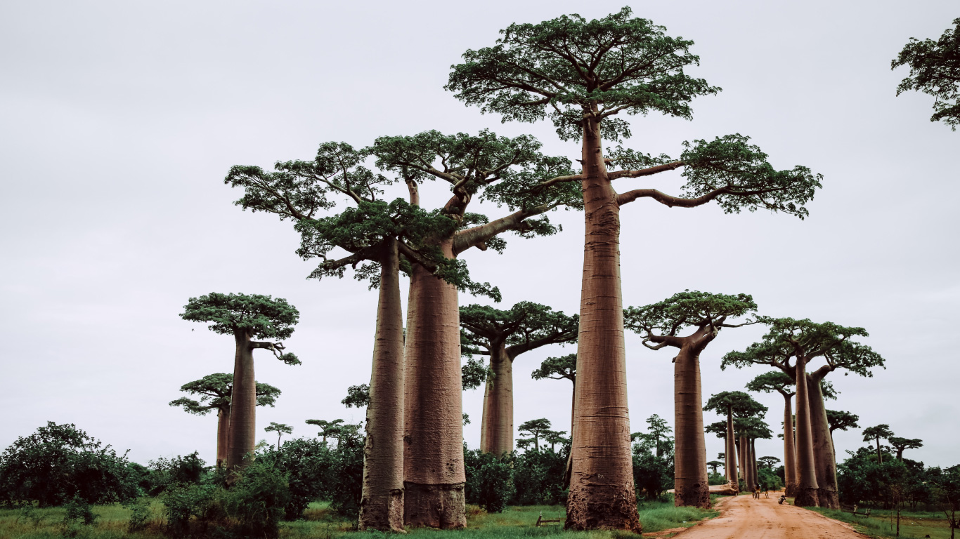 Viaggi di Gruppo Madascar  Nella Terra dei Baobab