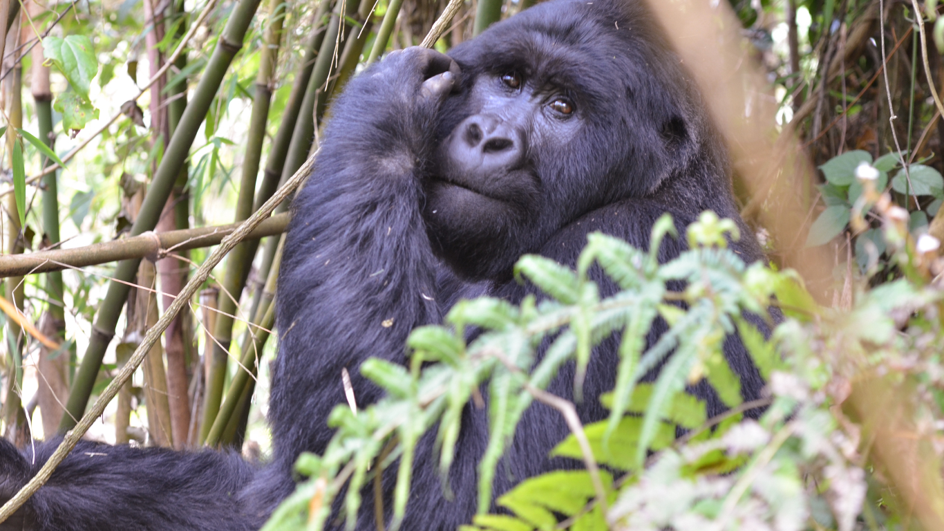 Viaggi di Gruppo Uganda Wilderness Experience